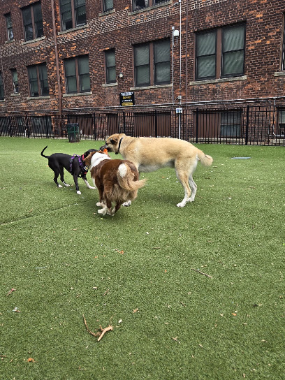Midtown Dog Park in Detroit