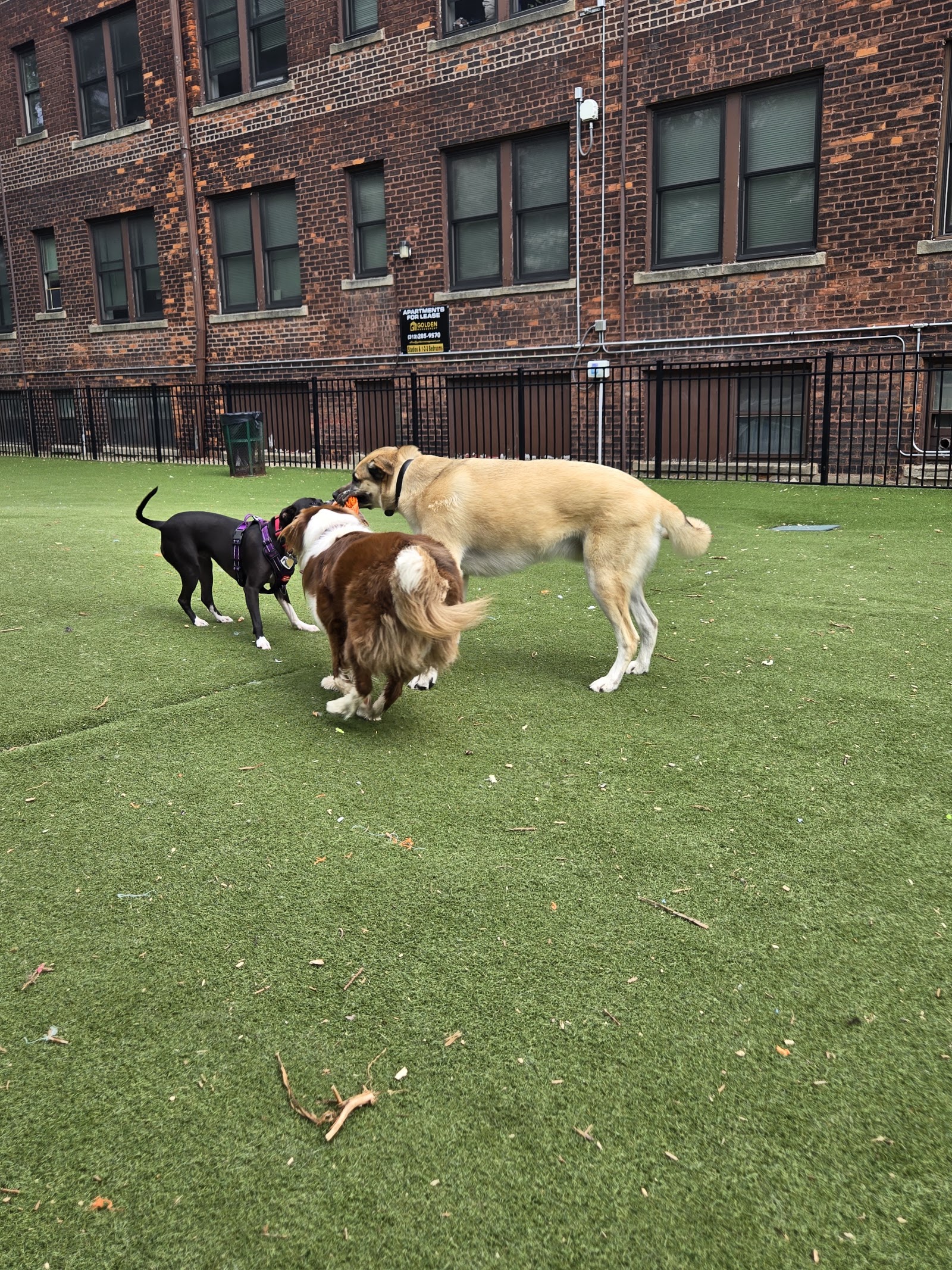 Midtown Dog Park — photo