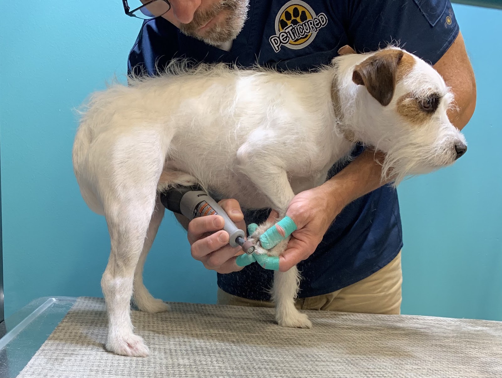 Peticured - Pet Nail Specialists in Detroit